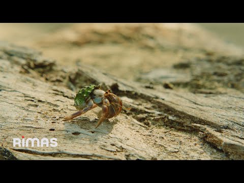 BAD BUNNY ft. Chuwi - WELTiTA (Video Oficial) | DeBÍ TiRAR MáS FOToS