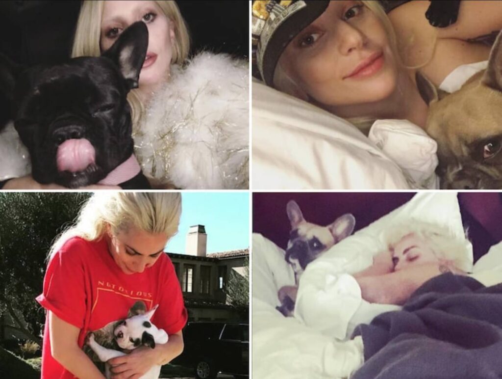(VIDEO) Lady Gaga's Dog Walker was shot, Bulldogs Stolen, she offers $500,000 for recovering her pets