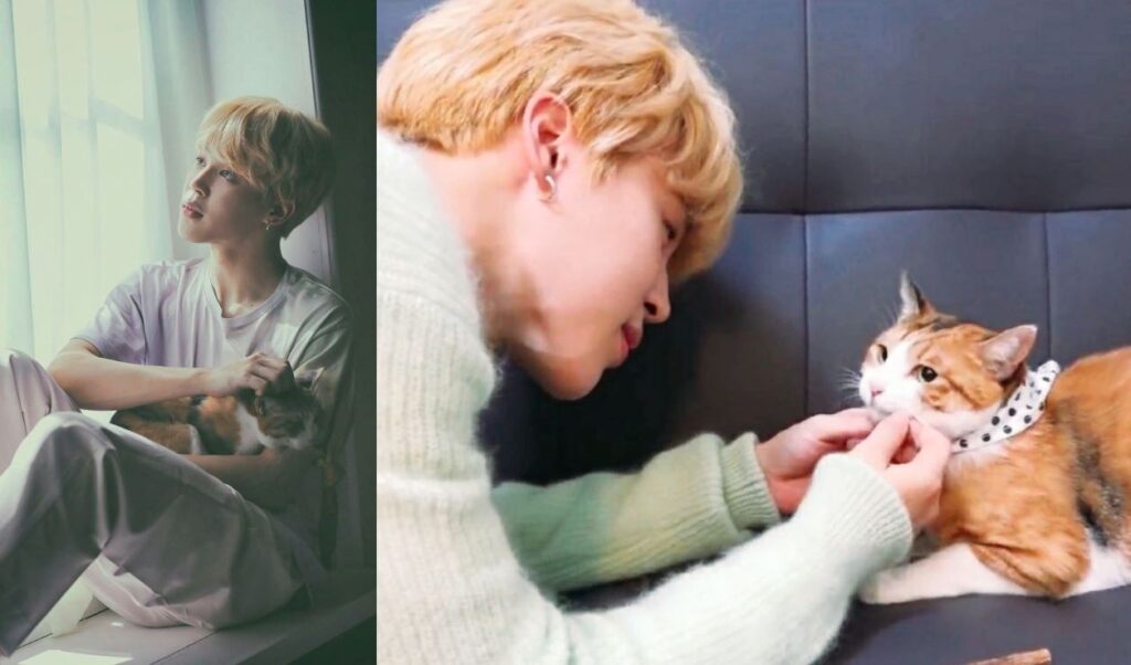 BTS: 'Serendipity' cat sends Jimin a sweet message to get well soon
