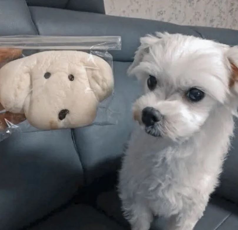 The pet dog of BTS' Jungkook sadly passed away, he's devastated