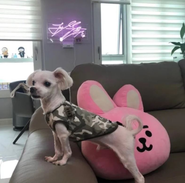 The pet dog of BTS' Jungkook sadly passed away, he's devastated