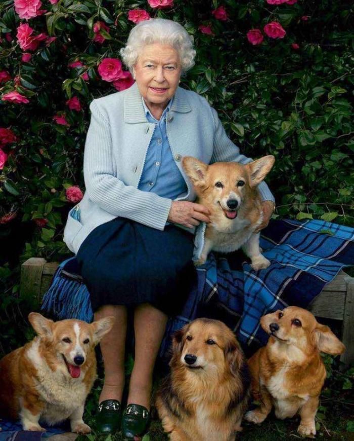 Queen Elizabeth II's dogs have moved on from her passing