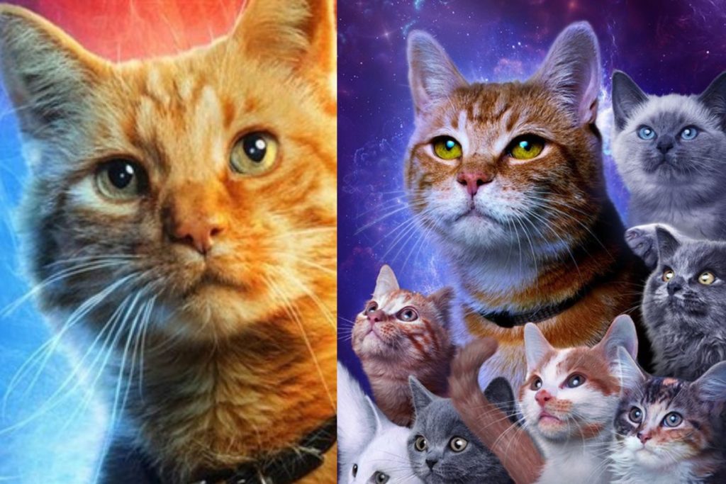 Marvel shares The Marvels campaign featuring cats as protagonists