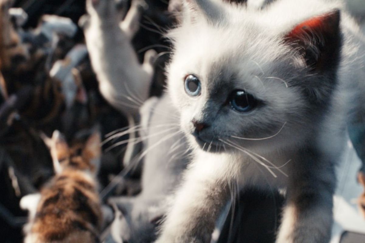 Marvel shares The Marvels campaign featuring cats as protagonists