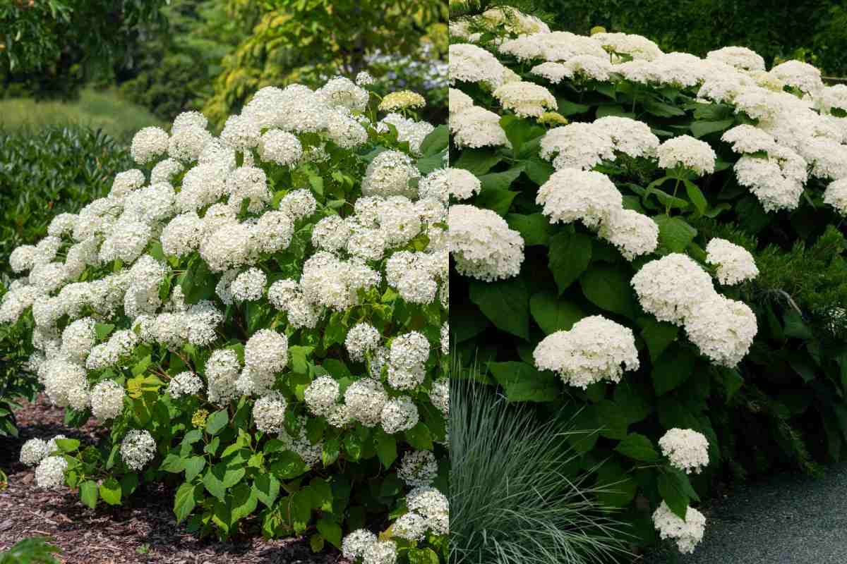 These are the three plants King Charles swears by in his garden