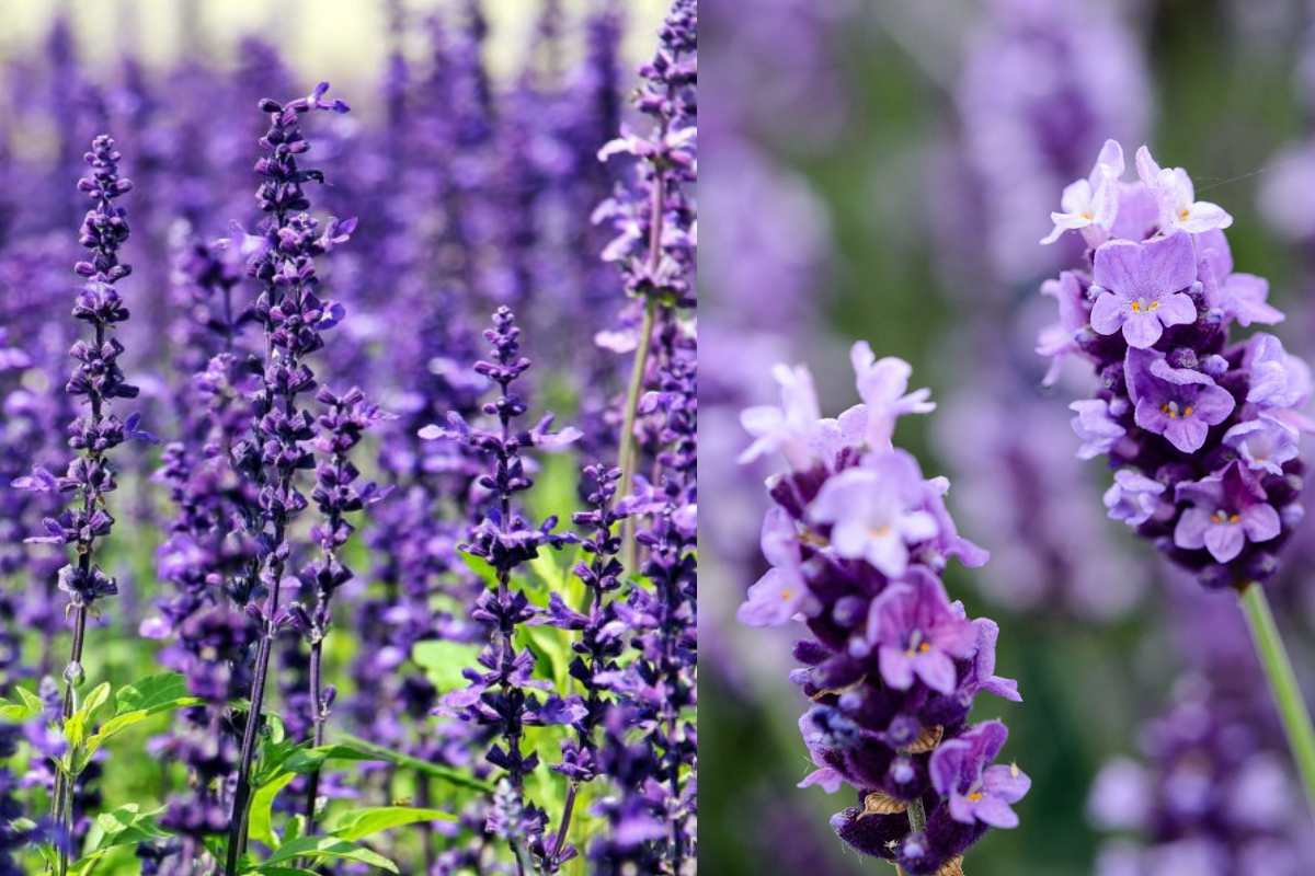 These are the three plants King Charles swears by in his garden