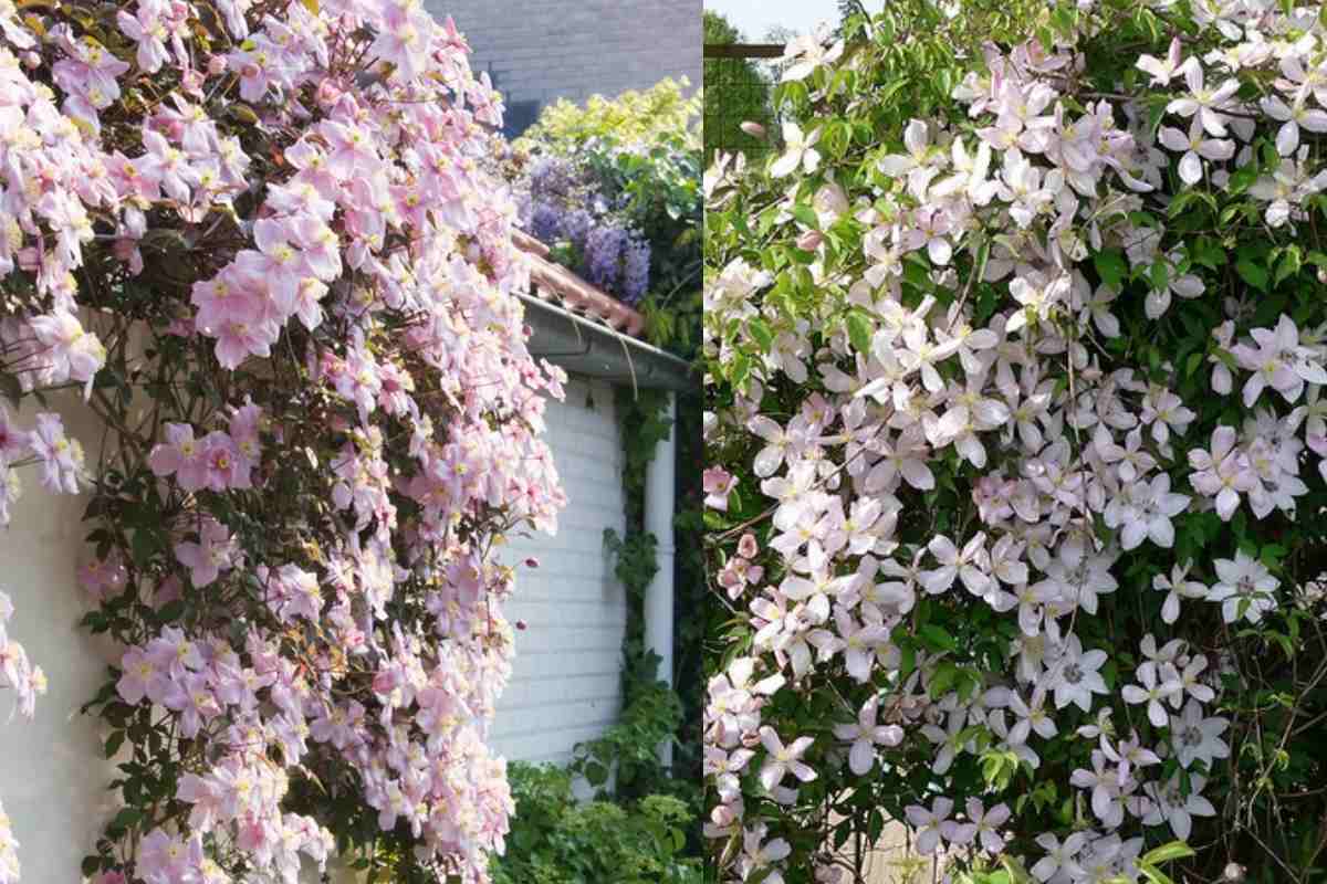 These are the three plants King Charles swears by in his garden