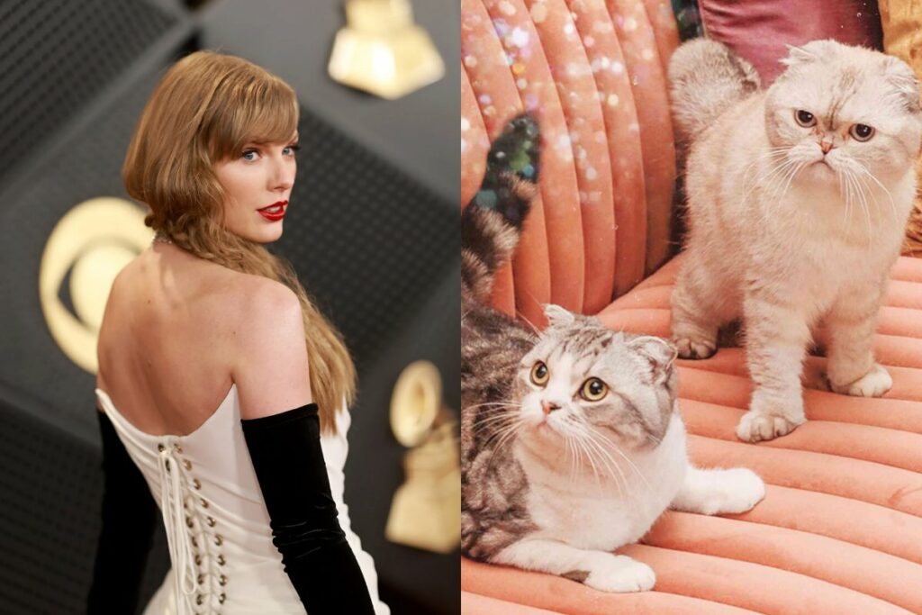 Animal experts warn against having Taylor Swift's cats due to health concerns