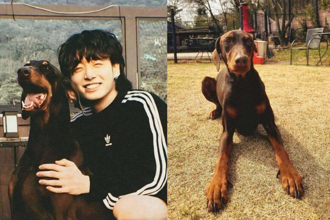 BTS' Jungkook revealed that his dog Bam has been very sick 'It breaks my heart'