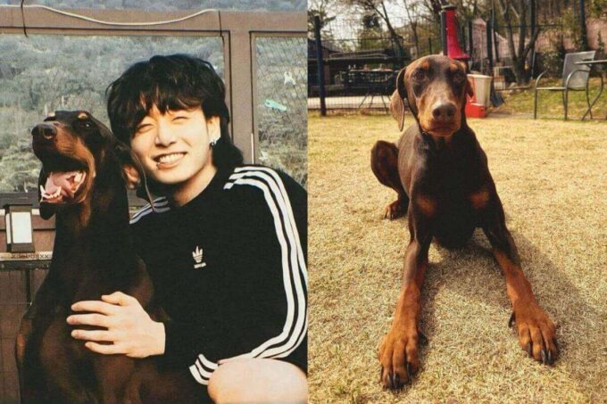 BTS' Jungkook revealed that his dog Bam has been very sick 'It breaks my heart'