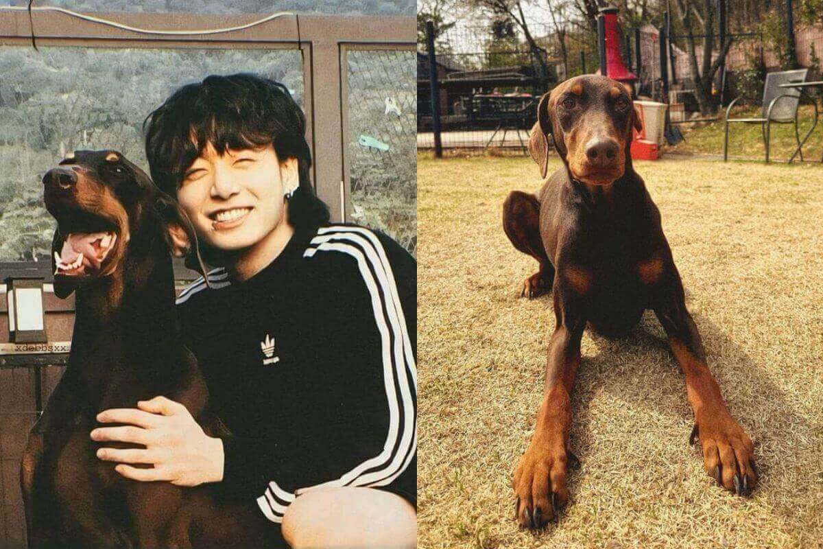 BTS' Jungkook revealed that his dog Bam has been very sick 'It breaks my heart'