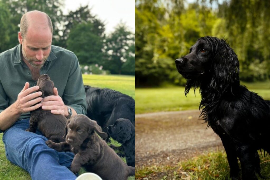 Prince William and Kate Middleton might have brought home a puppy for the royal kids