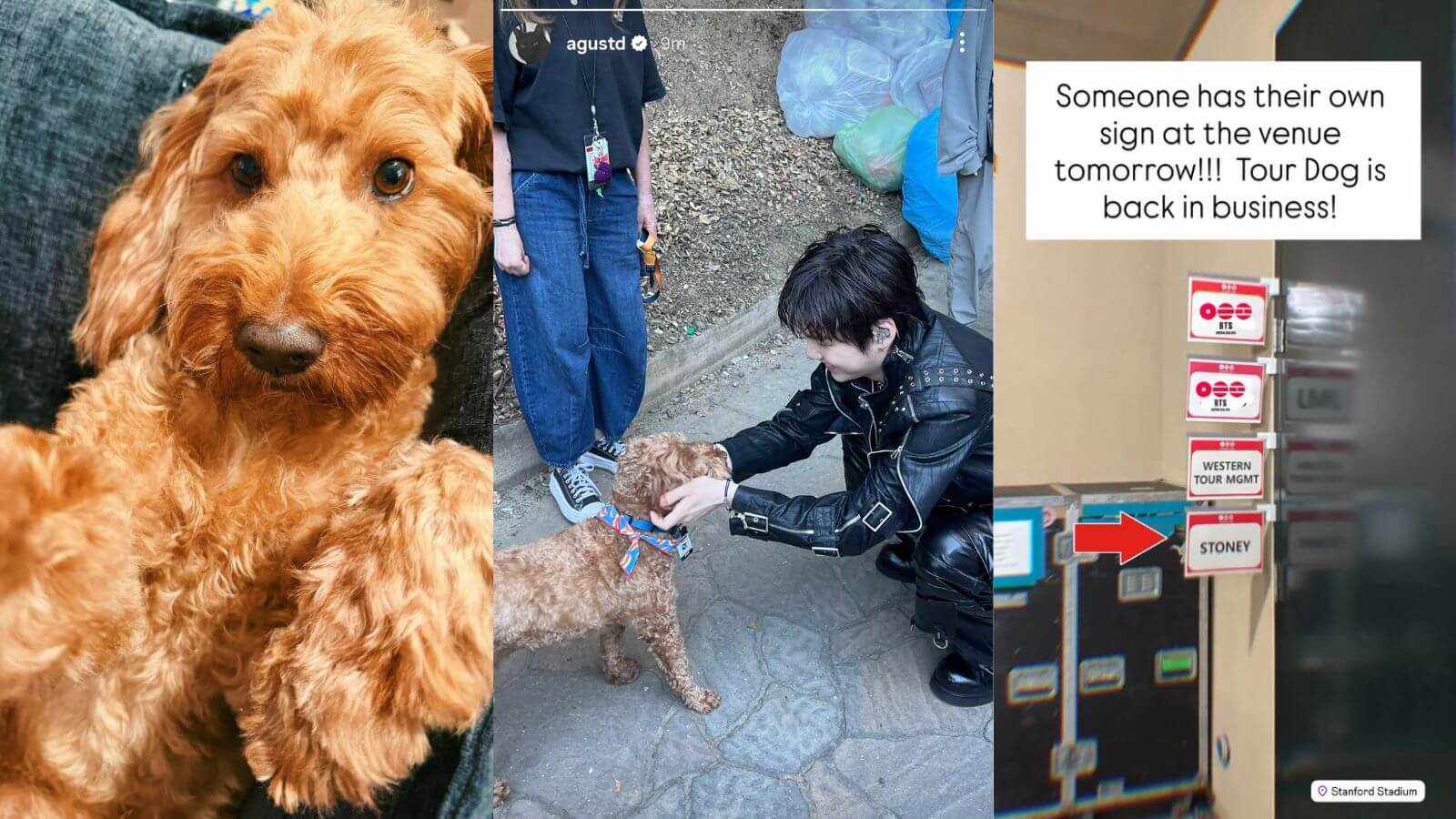 Who is Stoney Blue? The dog that calms BTS' stress backstage at the 'ARIRANG World Tour' Who is Stoney Blue? The dog that calms BTS' stress backstage at the 'ARIRANG World Tour'
