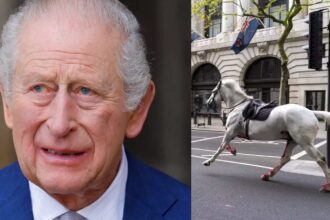 King Charles’ horse disrupts military inspection near Buckingham Palace