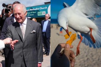 King Charles laughs after seagull poop incident during Northern Ireland visit