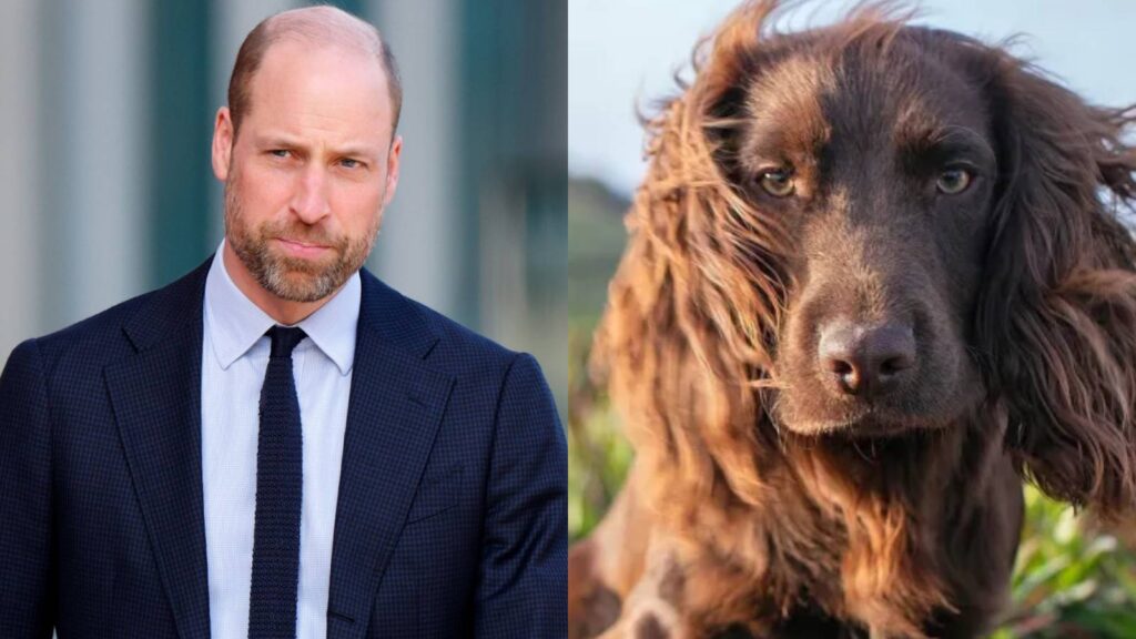 Prince William reveals his family's dogs cause trouble at home