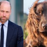 Prince William reveals his family's dogs cause trouble at home
