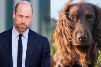 Prince William reveals his family's dogs cause trouble at home