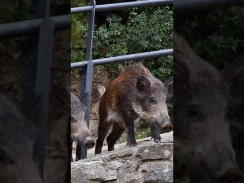 Shakira es atacada por jabalíes #Short