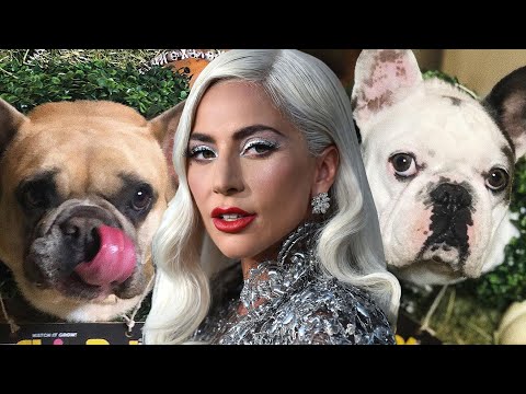 Lady Gaga's Dogs Stolen After Dog Walker Shooting