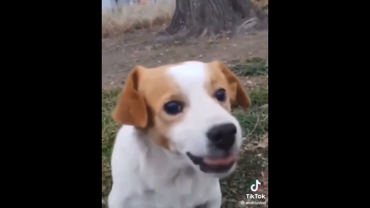 El perrito que odia que le canten Mi Bebito Fiu Fiu