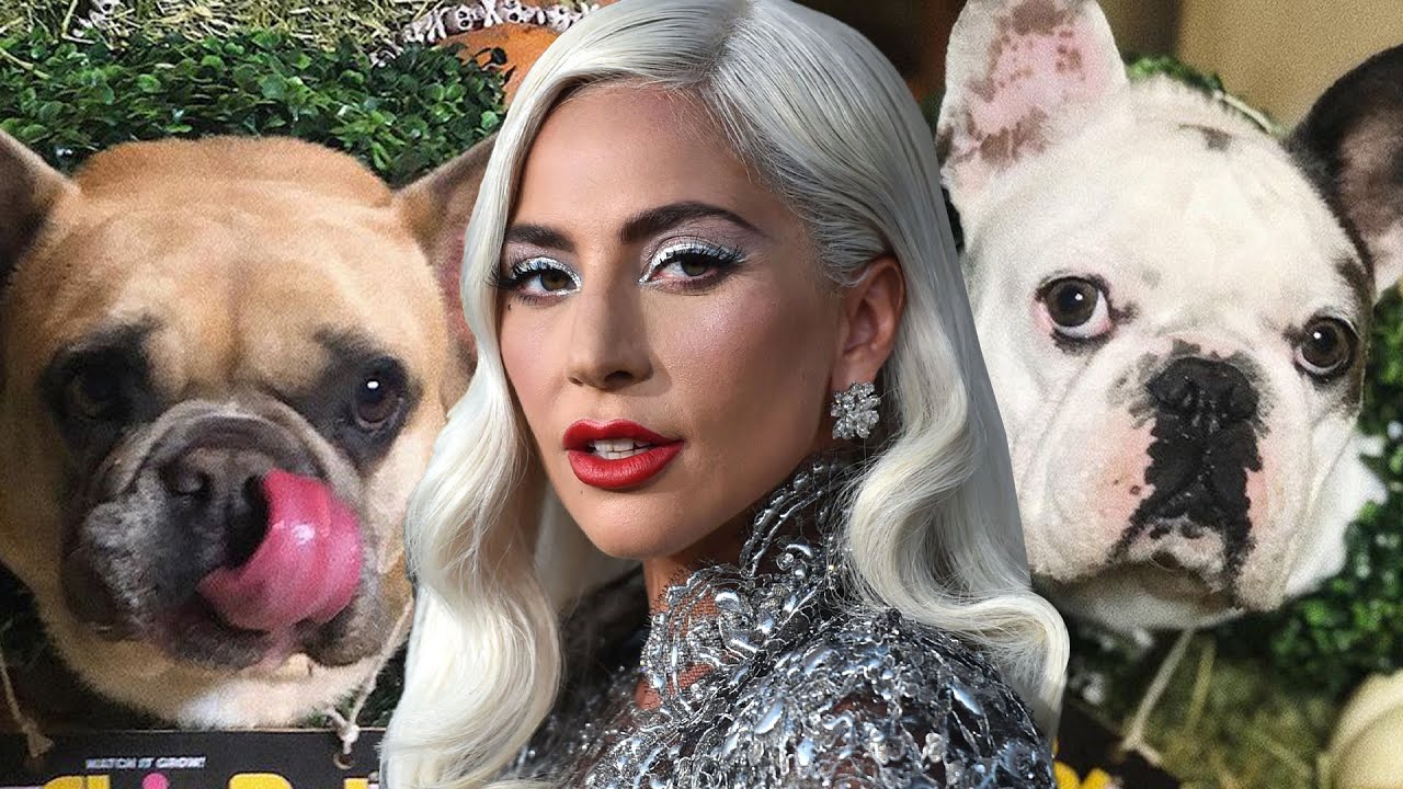 Lady Gaga's Dogs Stolen After Dog Walker Shooting