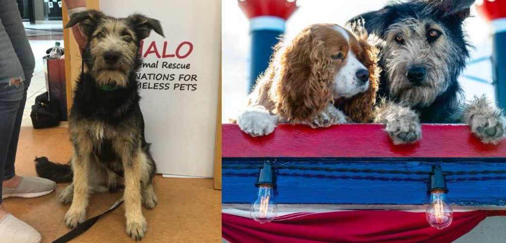 Monte, el perro rescatado que Disney eligió como protagonista de La Dama y El Vagabundo