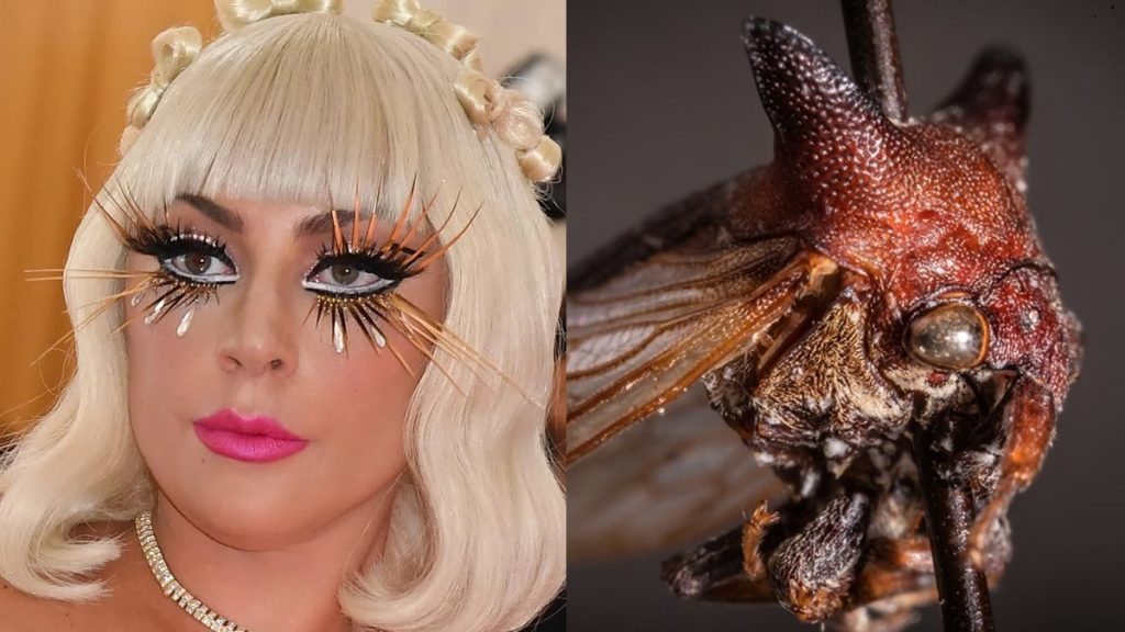 Nombran a nueva especie de insecto en honor a Lady Gaga por su 'extravagancia'