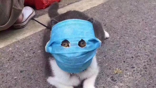 Confirmado el contagio de dos gatos por COVID-19 en Nueva York