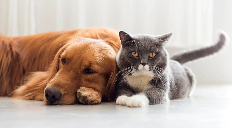 Confirmado el contagio de dos gatos por COVID-19 en Nueva York