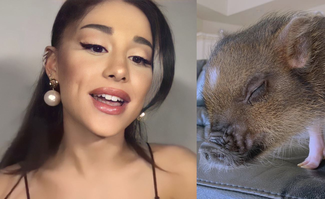 Ariana Grande ya no muestra a su cerdita por las bromas a que es un tocino o que la cantante se la comerá
