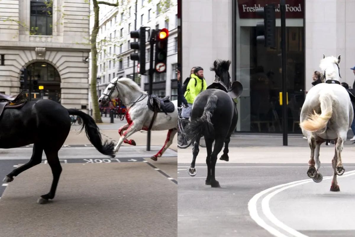 Caballos militares se salieron de control en Londres y causaron estragos cerca del Palacio de Buckingham