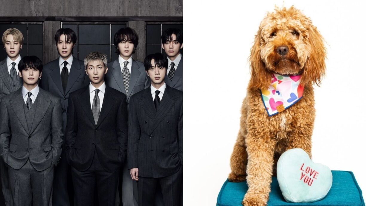 Conoce a Stoney Blue, el perro que alivia el estrés de BTS tras bambalinas en el 'ARIRANG World Tour'