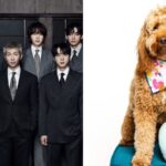 Conoce a Stoney Blue, el perro que alivia el estrés de BTS tras bambalinas en el 'ARIRANG World Tour'